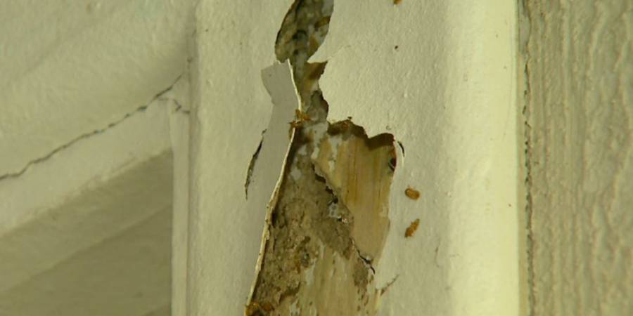 Donos de apartamentos pedem solução a construtora após danos causados por cupins em Ribeirão Preto